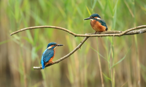 kingfishers on branch