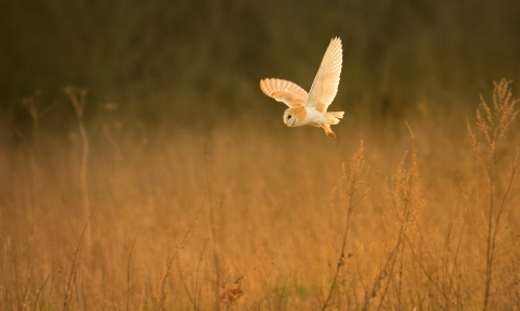 barn owl flying