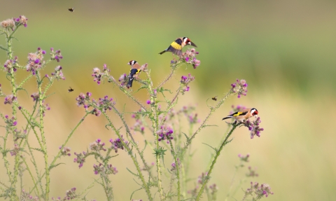 Goldfinches