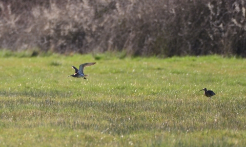 Two curlew in floodplain meadow