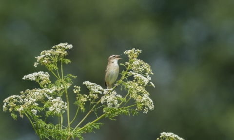 Sedge warbler on umbellifer