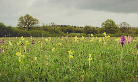 Orchids and cowslips at Bernwood Meadows. Picture: Rhea Draguisky