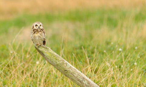 Short-eared owl perching on log