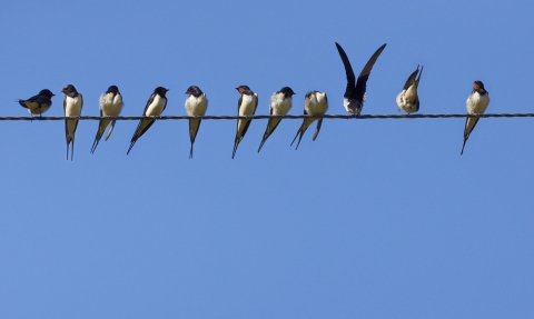 Swallows on a telegraph wire