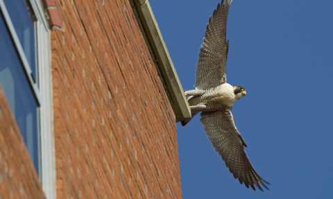 Peregrine falcon taking off from building