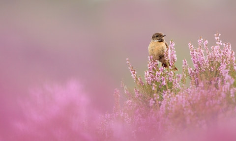 Stonechat perched on flowering heather