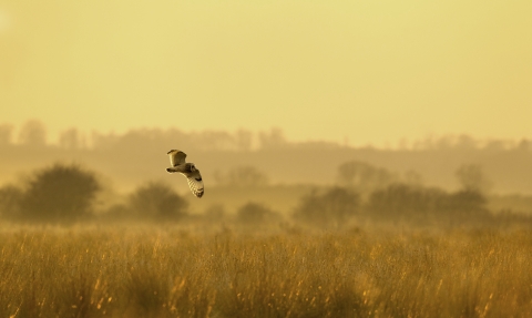 Short eared owl flying at sunrise