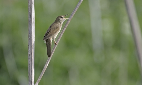 Grasshopper warbler singing in wetland scrub