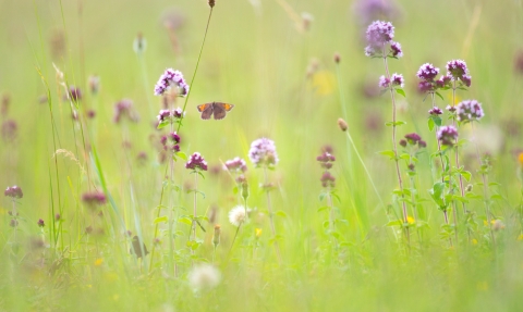 Meadow with small copper