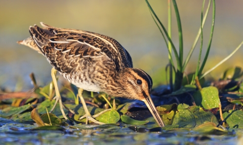 Common snipe rootling among plants