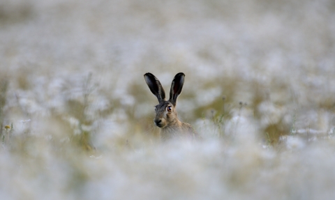 Hare among daisies