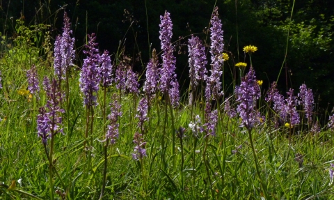 Orchids at Aston Clinton Ragpits by Kate Titford