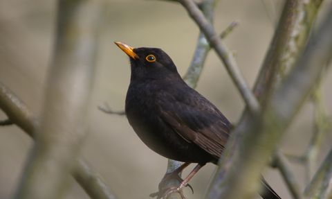 Blackbird in tree