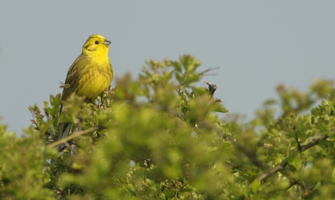 Yellowhammer in hedge