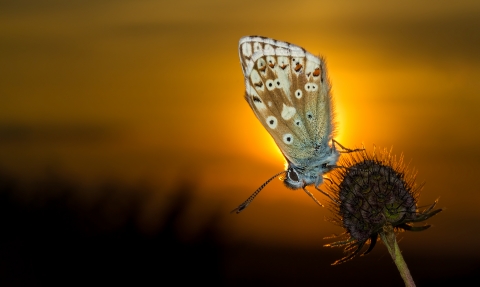 Chalk hill blue butterfly against setting sun