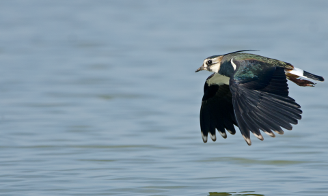 Lapwing in flight