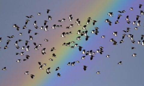 Lapwing flock flying against a rainbow