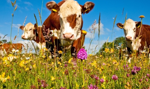 Hereford cattle grazing on a wild flower meadow