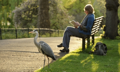 Heron in park with person reading in background