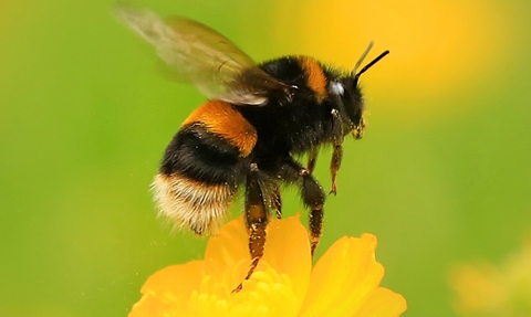 Buff tailed bumblebee