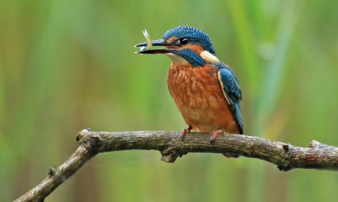 Kingfisher perched on branch