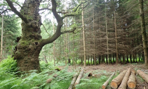 Trees at Windsor Great Park