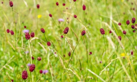 Great burnet in meadow