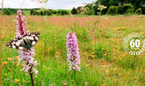 Butterfly orchid 60th anniversary