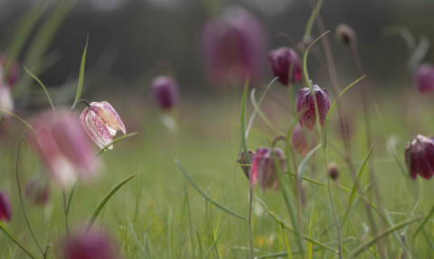 Snake's-head fritillaries at Iffley Meadows