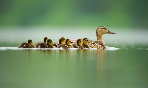 Mallard with ducklings