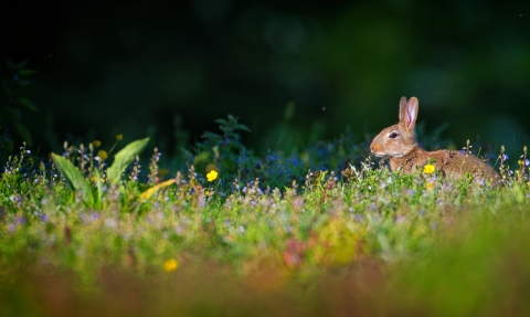Rabbit and spring flowers