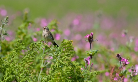 Meadow pipit perched on ferns