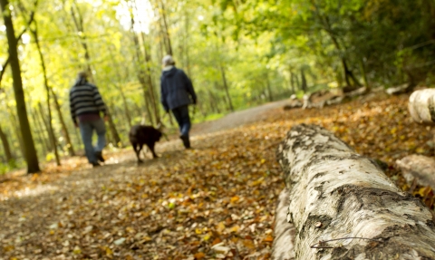 Dog walking in autumn