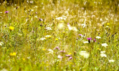 Wild flowers