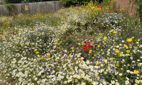 Wildflower verge at Whitchurch