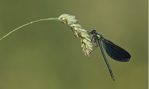 Damselfly