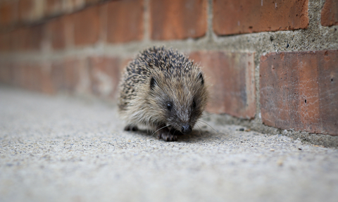 Hedgehog