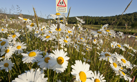 Road verge