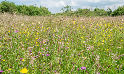 Ludgershall Meadows