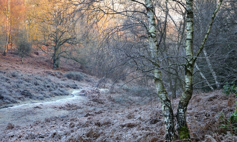 Bowdown Woods in winter. Photo by Rob Appleby