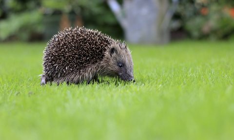 Hedgehog (©Tom Marshall)