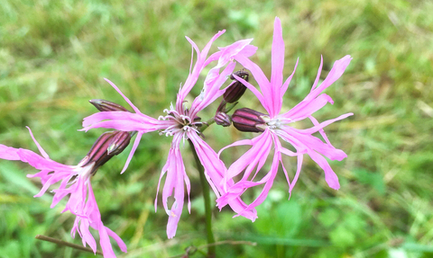 Ragged robin growing in a scrape at Spiceball Park in Banbury. Picture: Wild Banbury