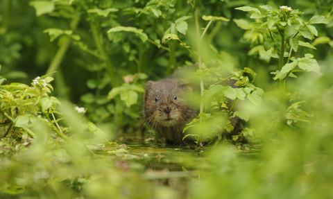 Water vole