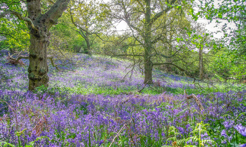 Bluebells at Sydlings Copse by Martyn Lane