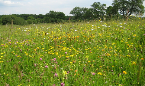 Bernwood Meadows by Wendy Tobitt