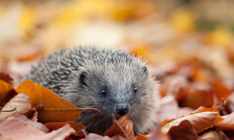 Hedgehog in autumn leaves