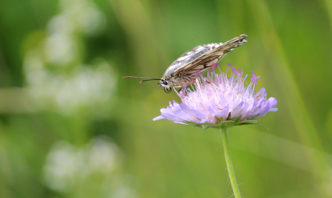 A marbled white butterfly perched on a scabious flower by Lucy Colston - runner-up in the teenagers category in the BBOWT Photography Competition 2022.