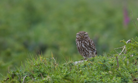 A little owl sits on a rock amongst grass