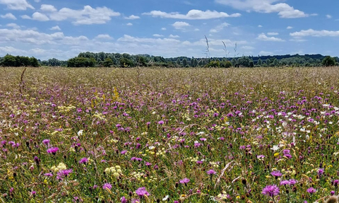 Chimney Meadows nature reserve by Colin Williams