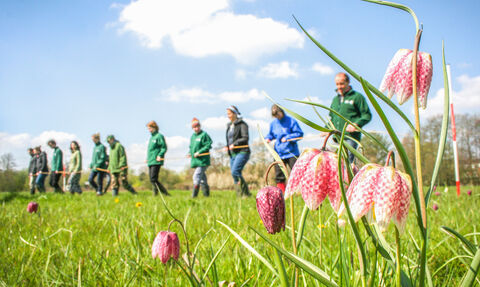 BBOWT staff and volunteers carrying out the annual snake's-head fritillary count at Iffley Meadows 